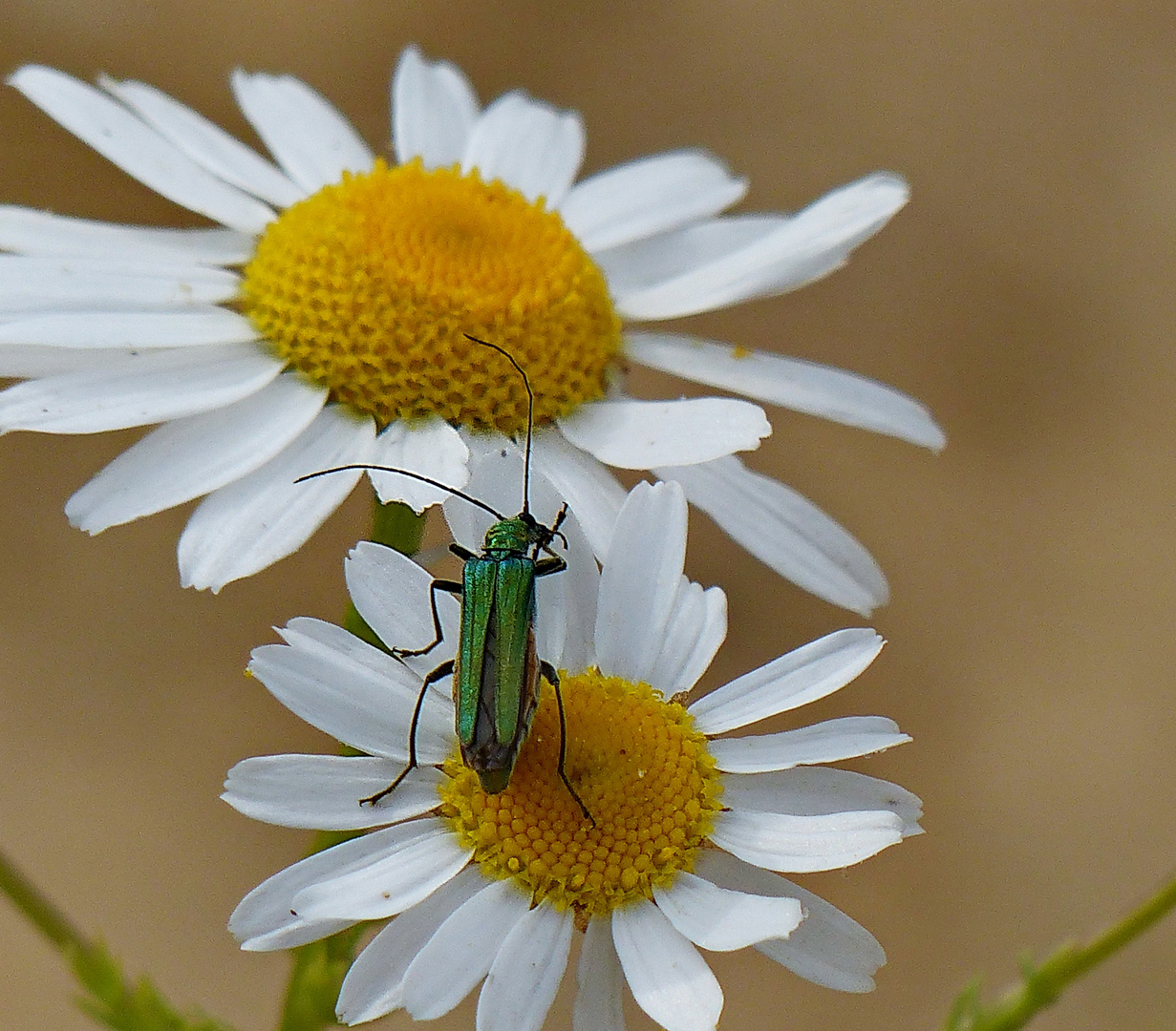 Mein Mittwochsblümchen mit Besuch