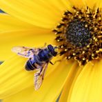 mein Mittwochsblümchen mit Besuch