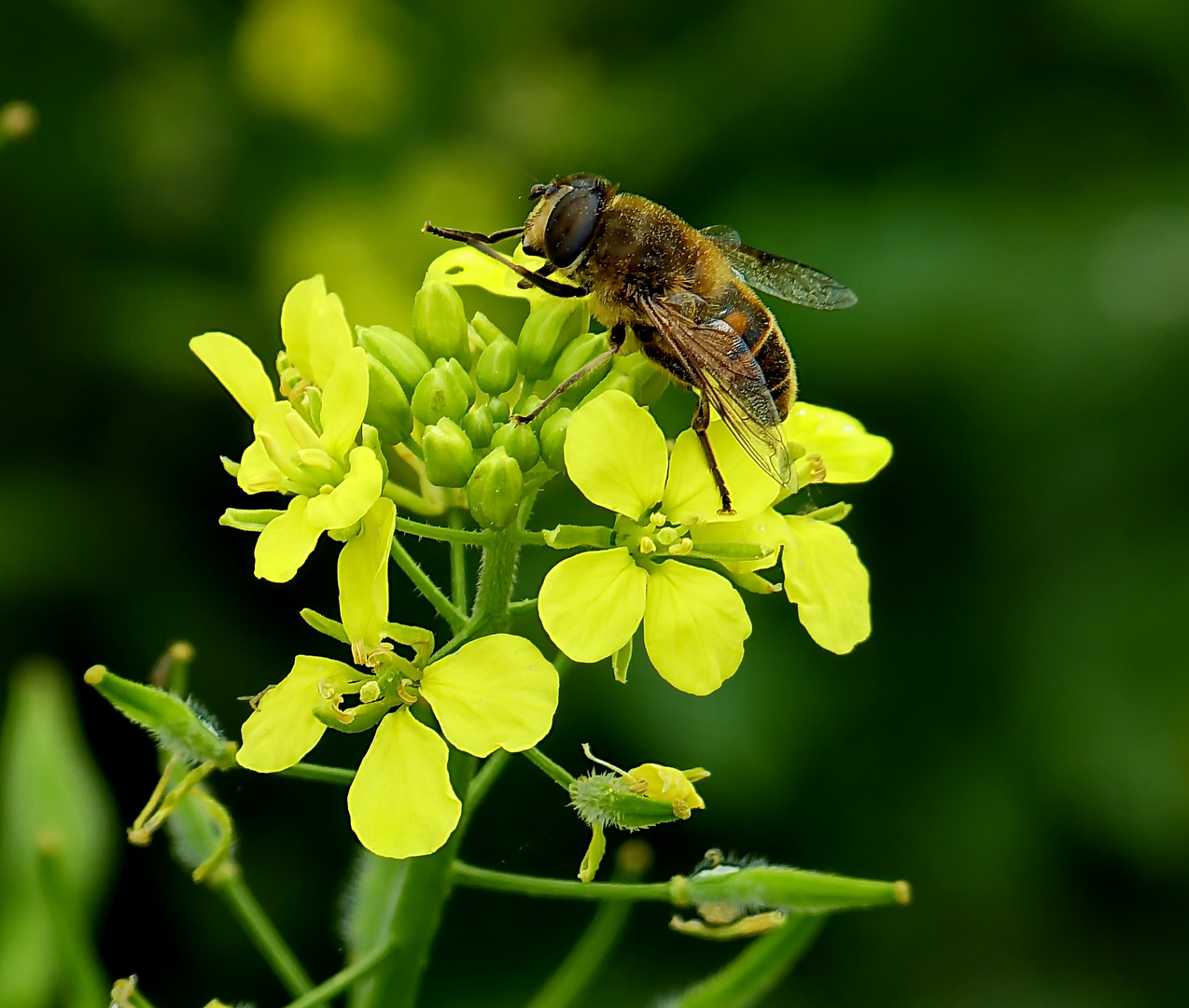 Mein Mittwochsblümchen mit Besuch vom Sommer