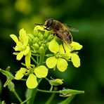 Mein Mittwochsblümchen mit Besuch vom Sommer