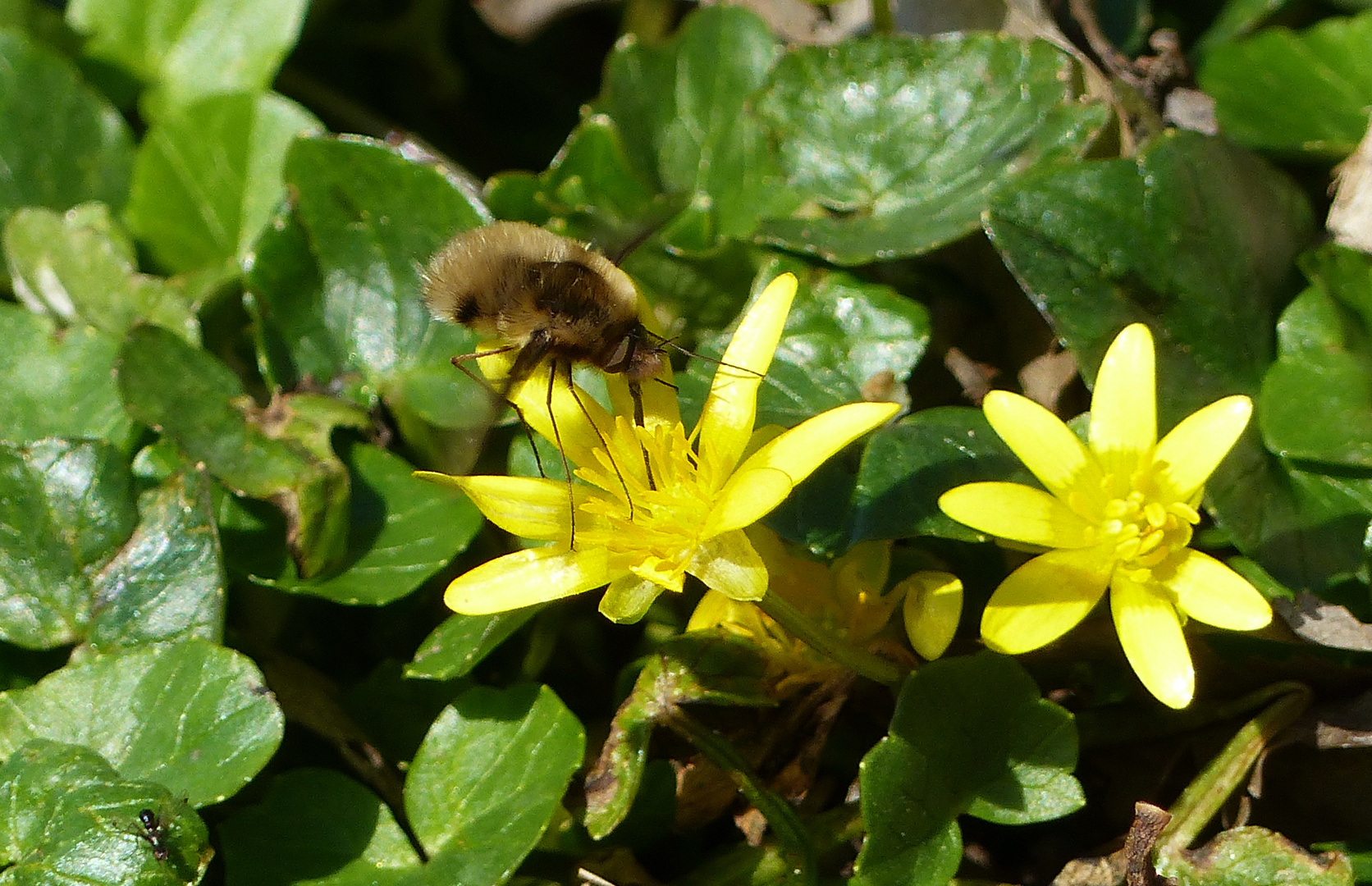 Mein Mittwochsblümchen mit Besucher