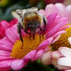 Mein Mittwochsblümchen mit Besucher 