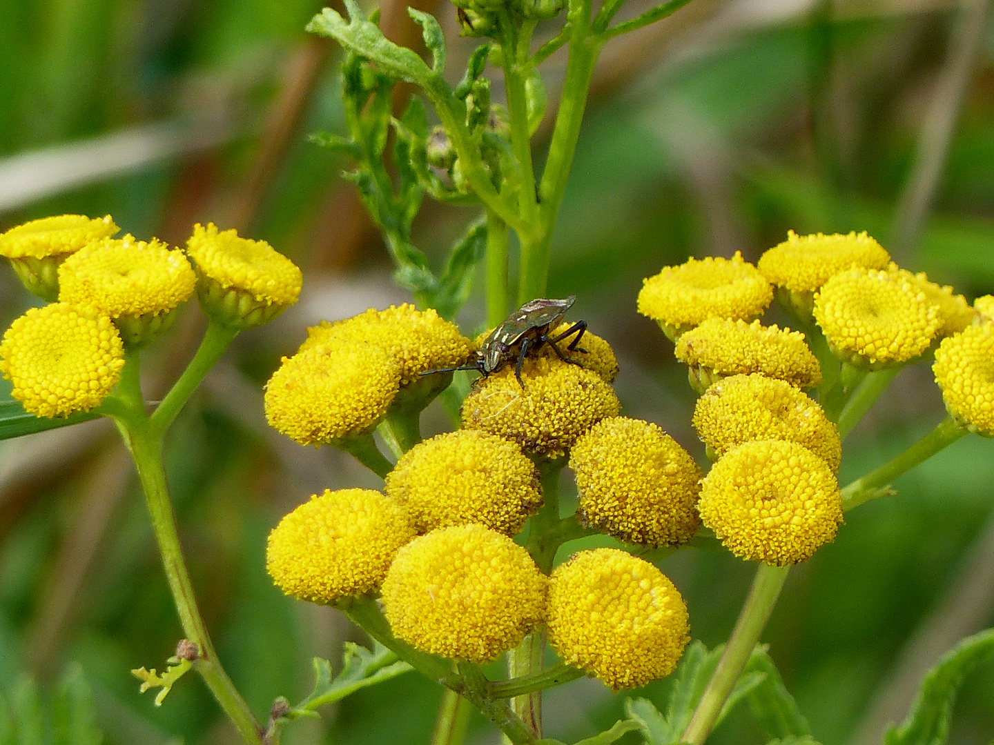 Mein Mittwochsblümchen mit Besucher