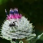 Mein Mittwochsblümchen mit Besucher