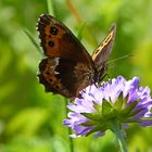 Mein Mittwochsblümchen mit Besucher   Erebia  ligea