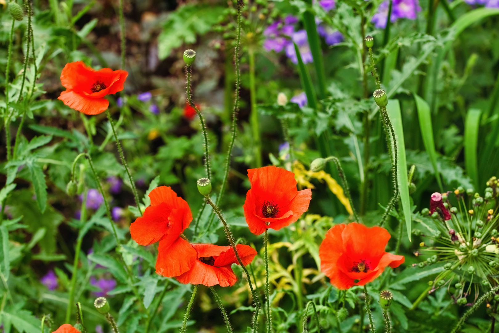 Mein Mittwochsblümchen - Mohnblüten II