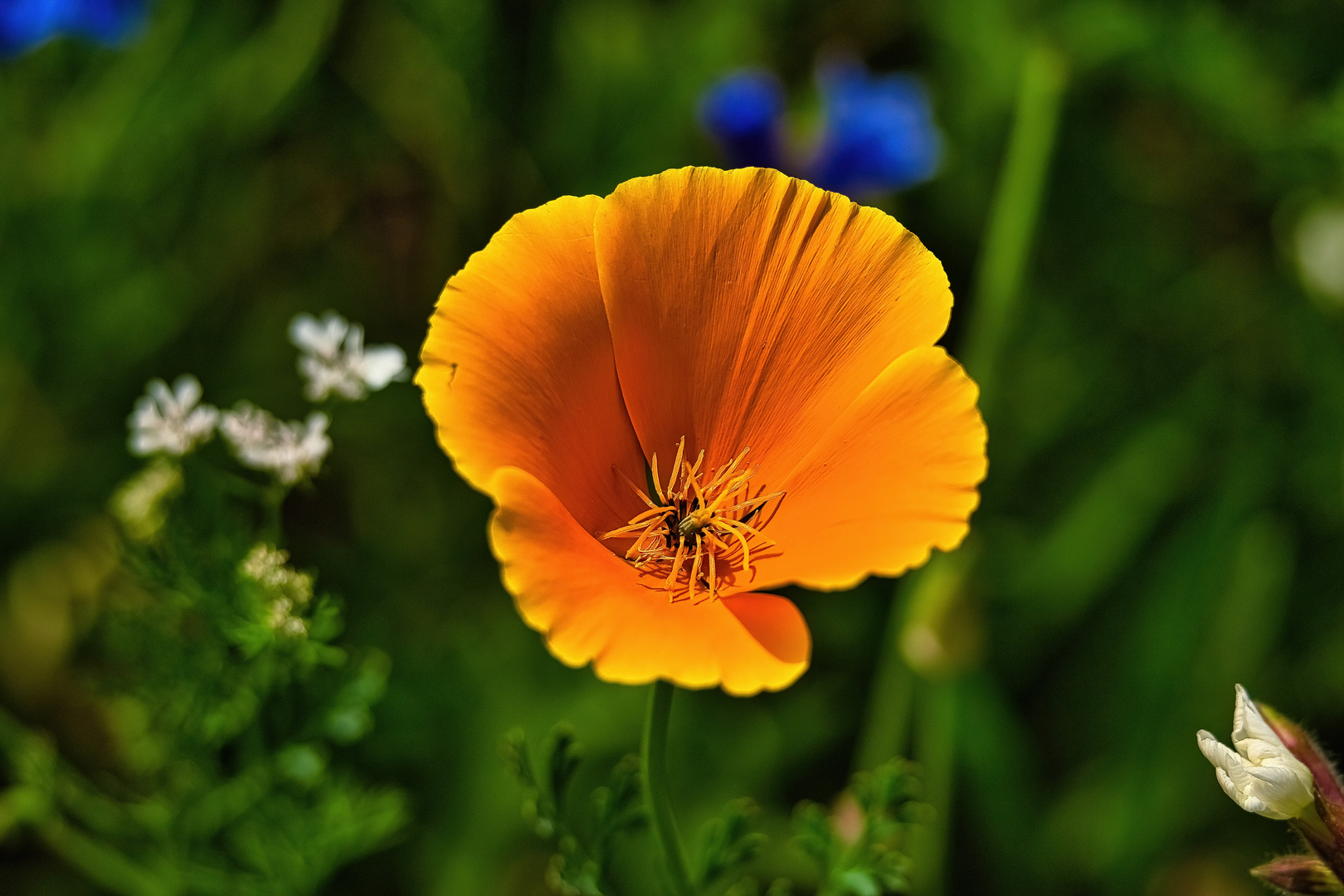 Mein Mittwochsblümchen - orange Blüte Wildblumenwiese