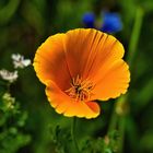 Mein Mittwochsblümchen - orange Blüte Wildblumenwiese