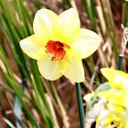 Mein Mittwochsblümchen -  Osterglocken