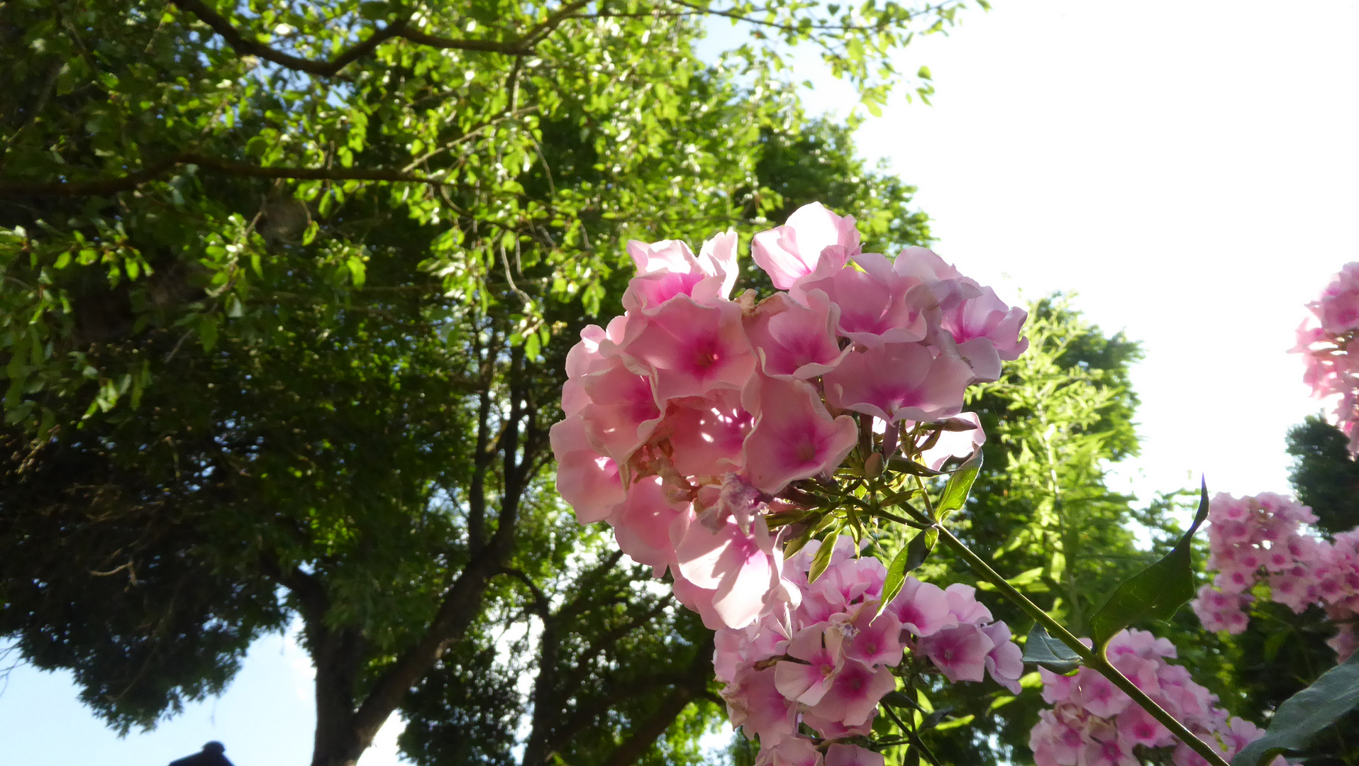 Mein Mittwochsblümchen Phlox 