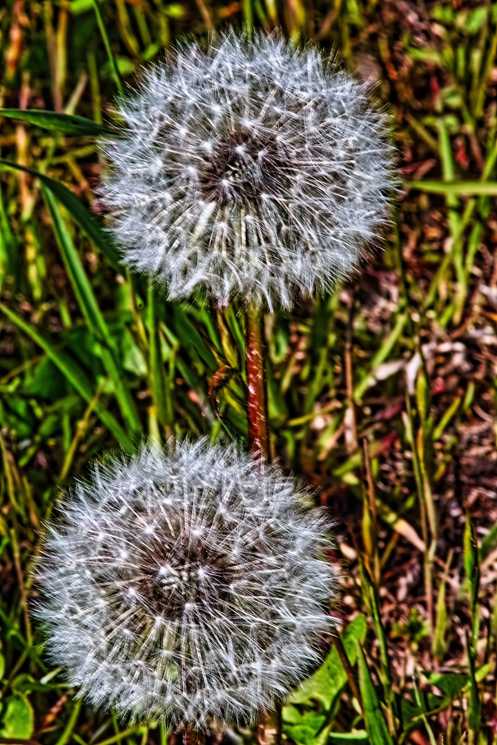 Mein Mittwochsblümchen - Pusteblume 