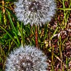 Mein Mittwochsblümchen - Pusteblume 