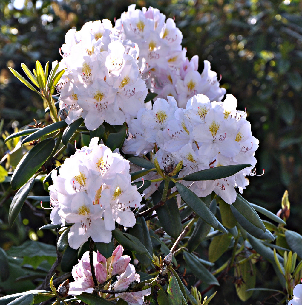 Mein Mittwochsblümchen: Rhododendron in Idyllistan