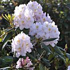 Mein Mittwochsblümchen: Rhododendron in Idyllistan