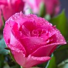 Mein Mittwochsblümchen - Rose