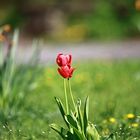 Mein Mittwochsblümchen -  rote Tulpen