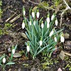 Mein Mittwochsblümchen sind heute…