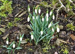 Mein Mittwochsblümchen sind heute…