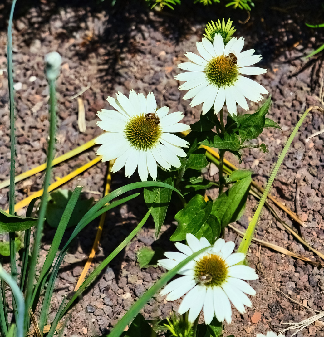 Mein Mittwochsblümchen - Sonnenhut in weiß