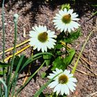 Mein Mittwochsblümchen - Sonnenhut in weiß