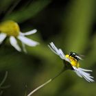 Mein Mittwochsblümchen steht schräg im Wind.