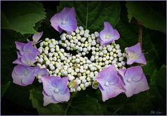 Mein Mittwochsblümchen - Tellerhortensie