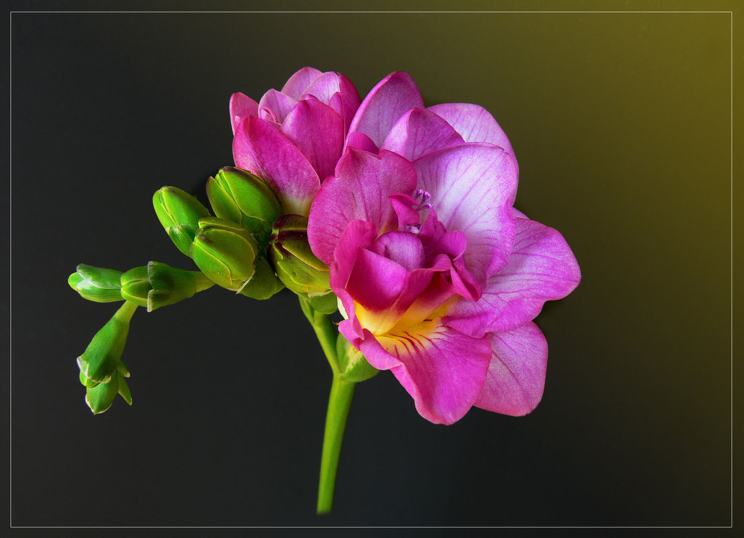  Mein Mittwochsblümchen vom 29.01.2020 - eine rosa Freesie - 