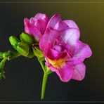  Mein Mittwochsblümchen vom 29.01.2020 - eine rosa Freesie - 