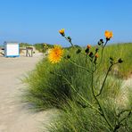 Mein Mittwochsblümchen vom Strand …