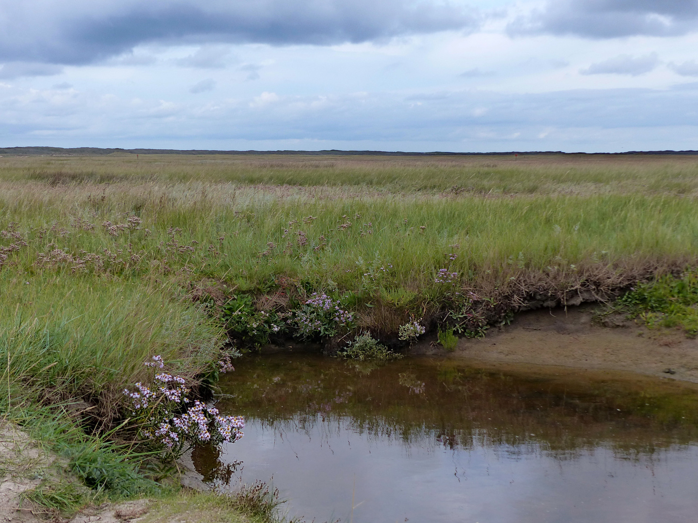 Mein Mittwochsblümchen    von der Insel Texel