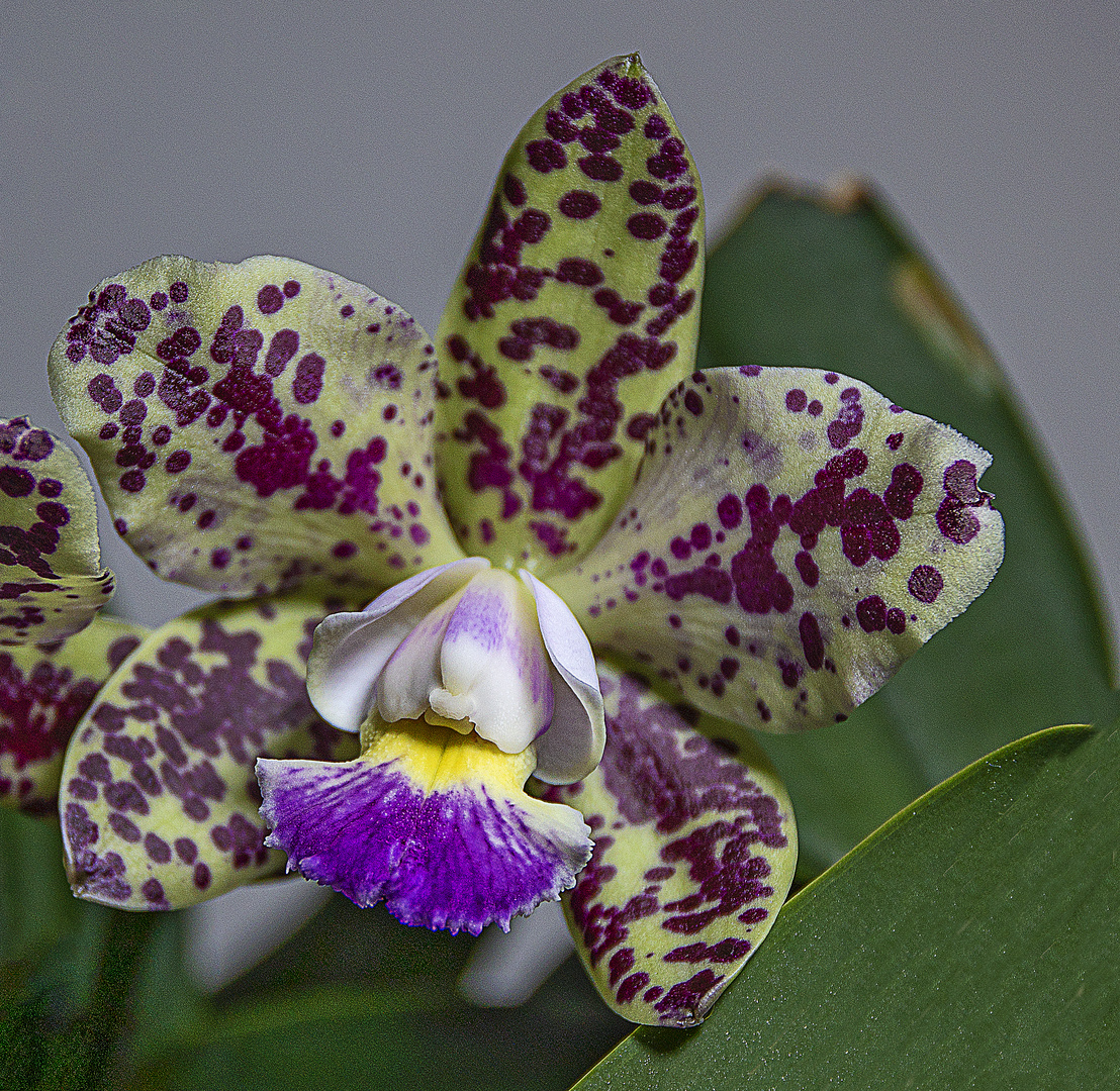 Mein Mittwochsblümchen von meiner Cattleya 