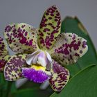 Mein Mittwochsblümchen von meiner Cattleya 