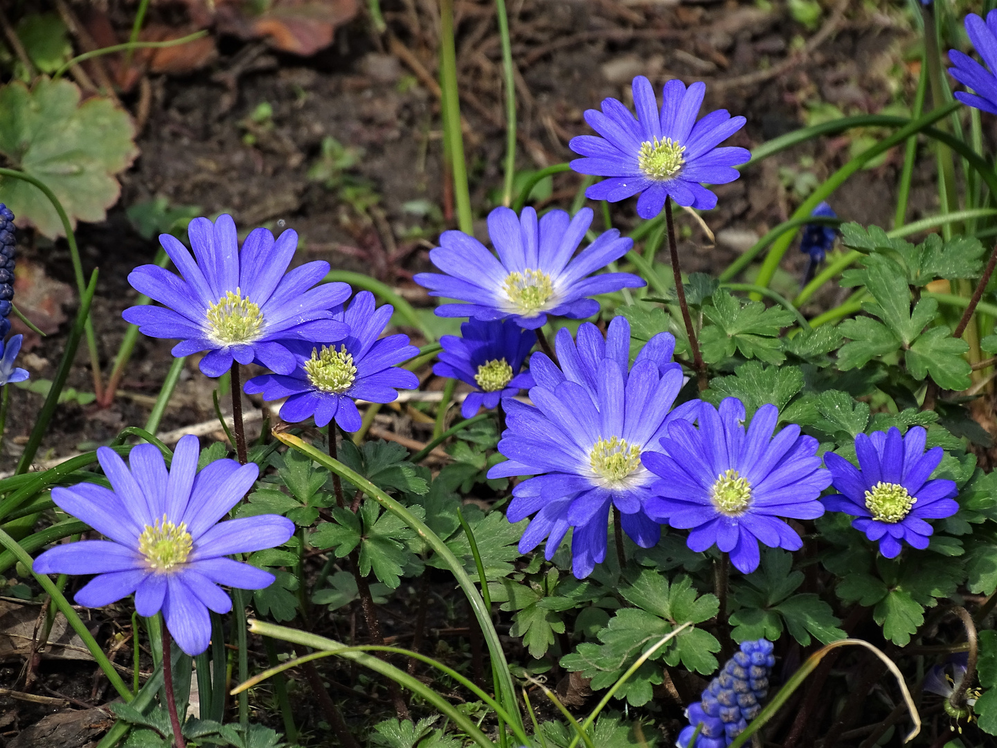 mein Mittwochsblümchen vor Ostern