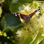 mein Mittwochsblümchen, wieder mal mit Besucher