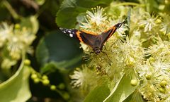 mein Mittwochsblümchen, wieder mal mit Besucher