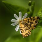 Mein Mittwochsblümchen wird belagert