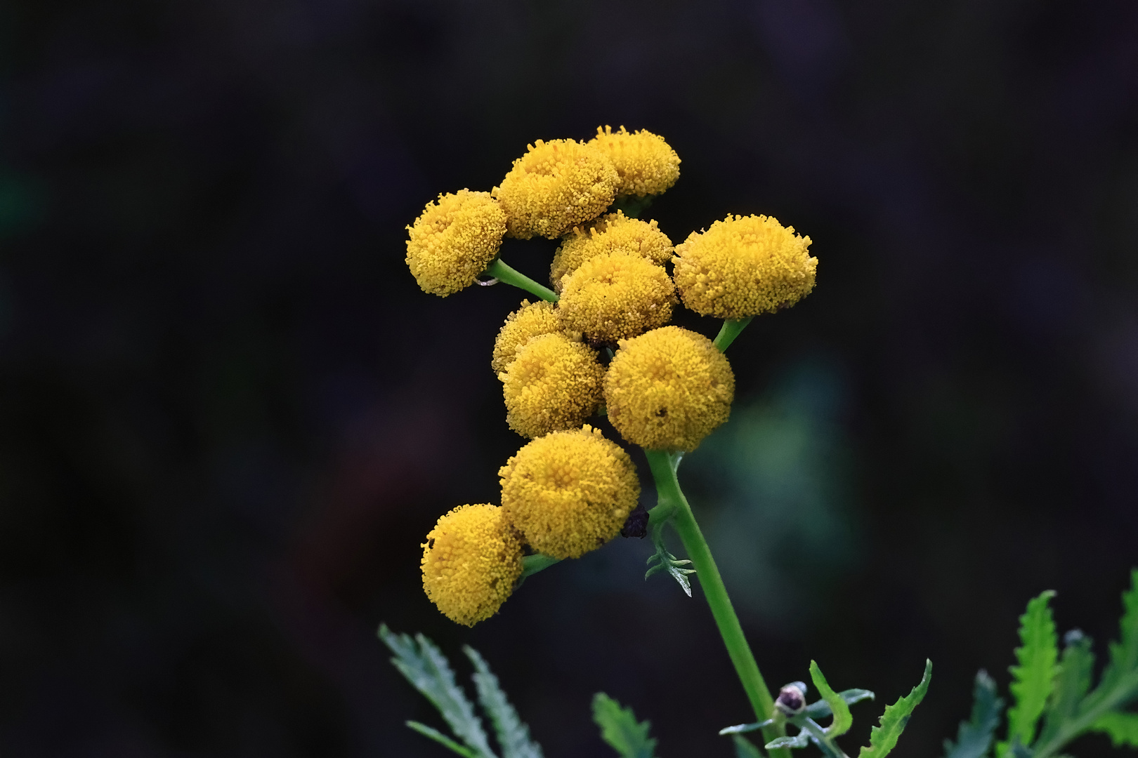 Mein Mittwochsblümen - gelbe Blüten (Rainfarn?)