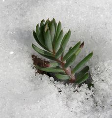 Mein Mittwochsfrostblümchen