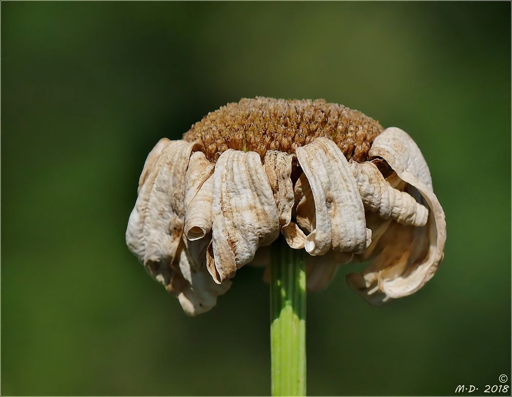 Mein Miwo-Blümchen ...