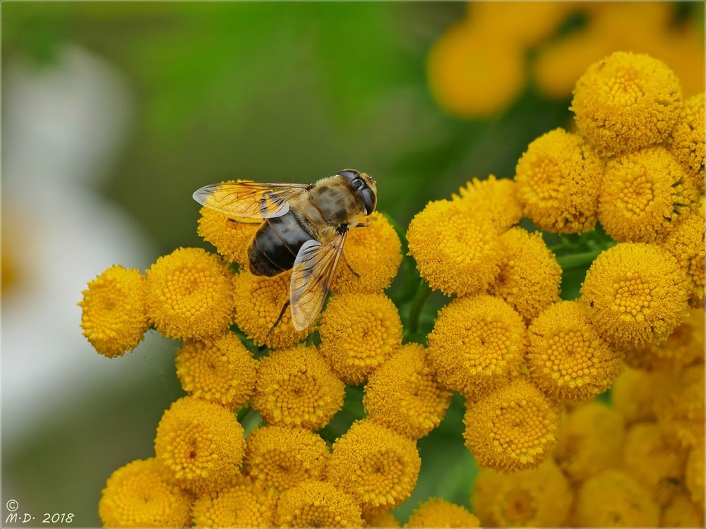 Mein Miwo-Blümchen ...