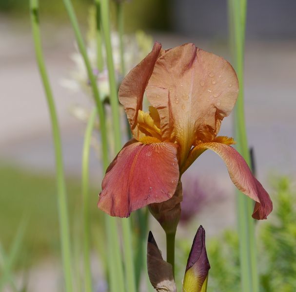 mein Miwoblümchen