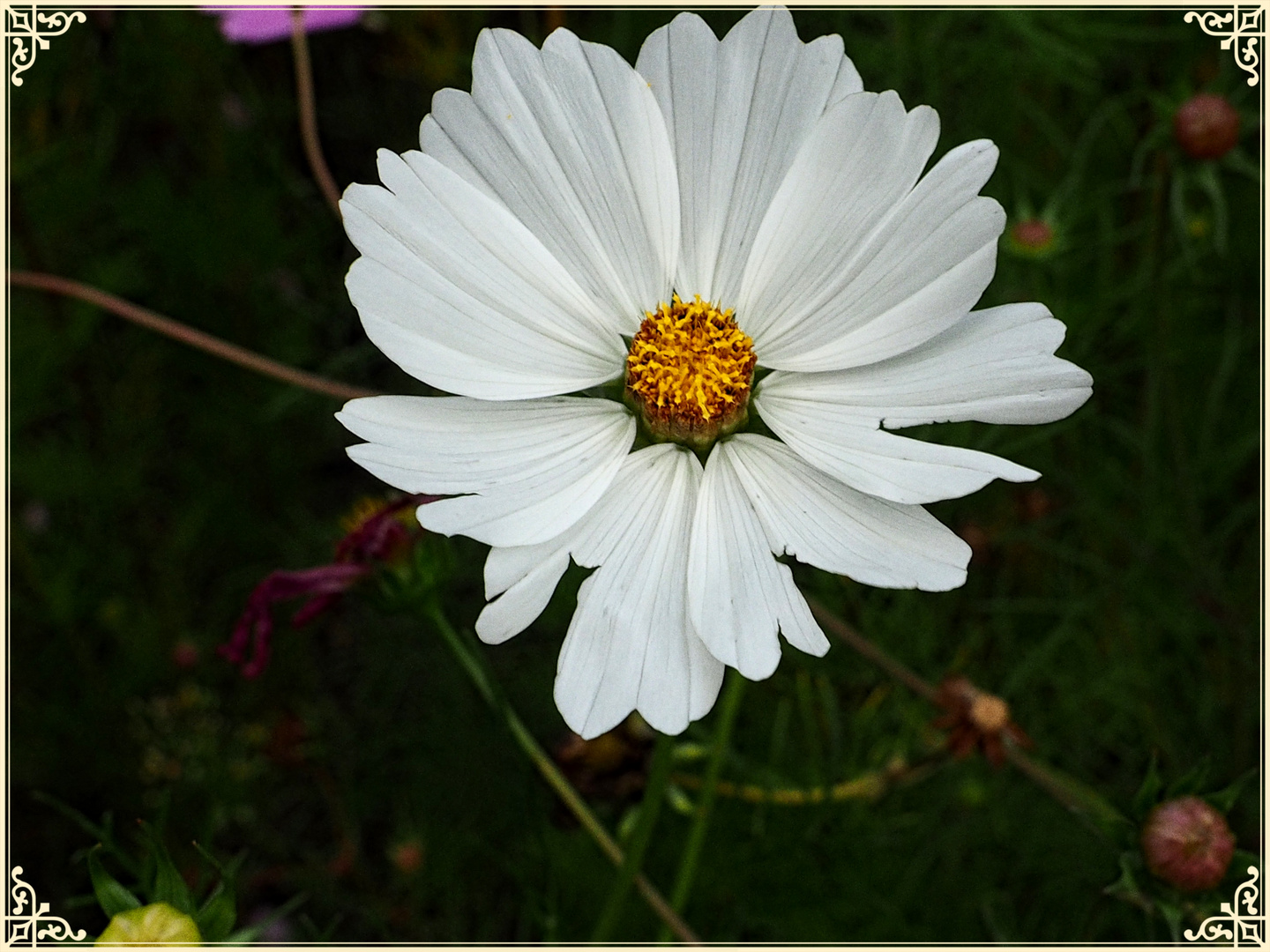 Mein    MIWoBlümchen 28.08.2019