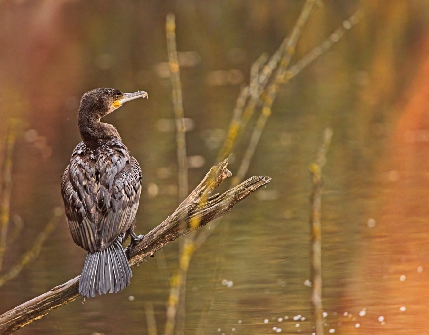 mein Model am Weiher