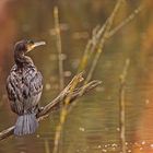 mein Model am Weiher