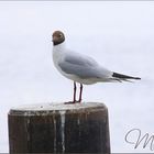 mein Model an der Müritz