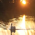 Mein Model badet sich im Sonnenuntergang