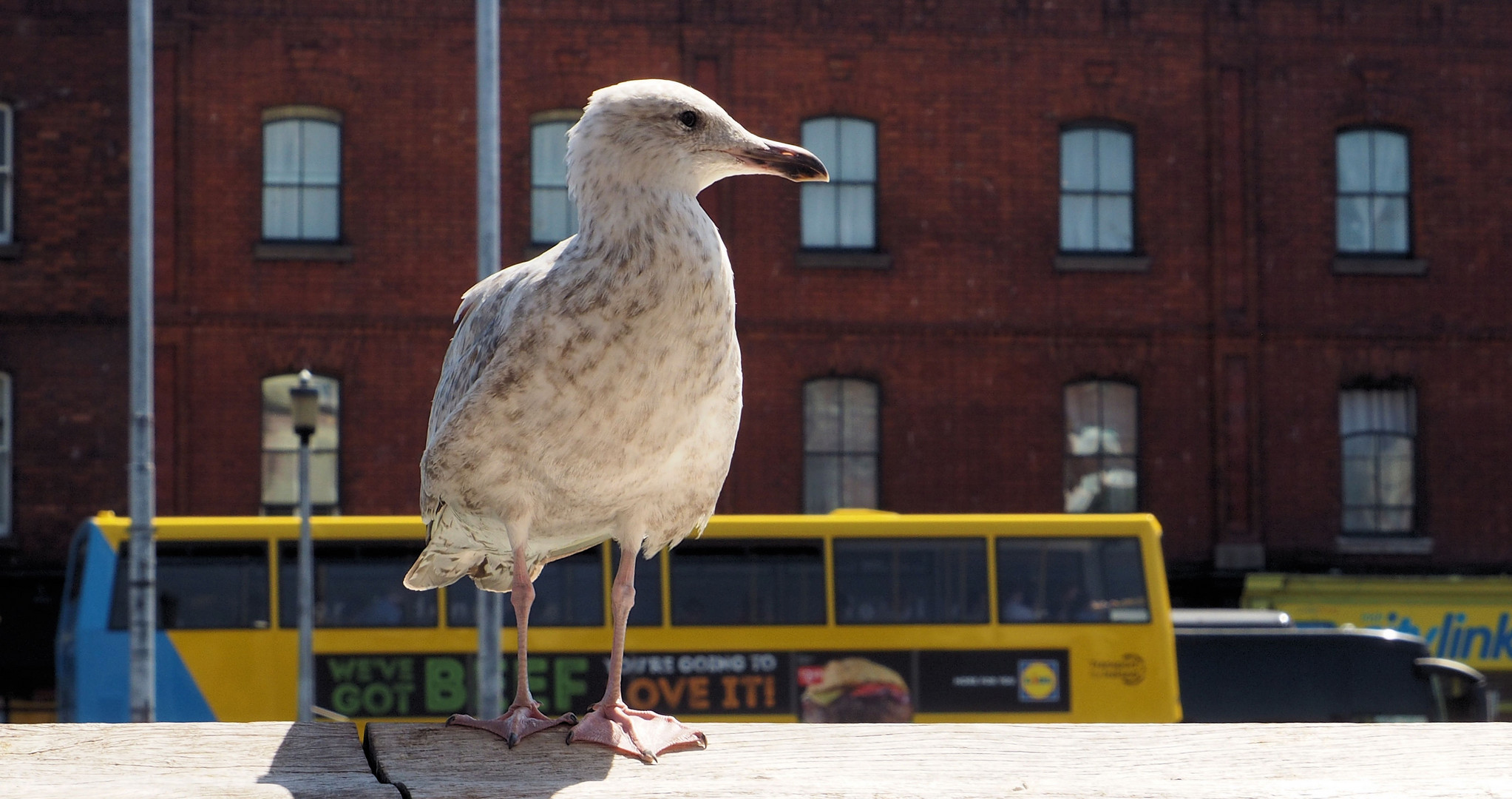 Mein Model in Dublin ...