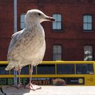 Mein Model in Dublin ...