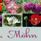 mein-mohn-2017