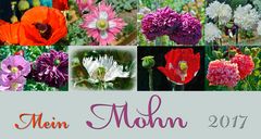 mein-mohn-2017